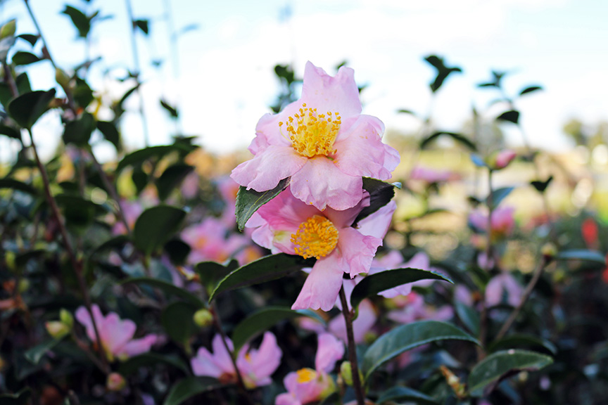 camellia-sasanqua-maiden-blush-autumn-camellia