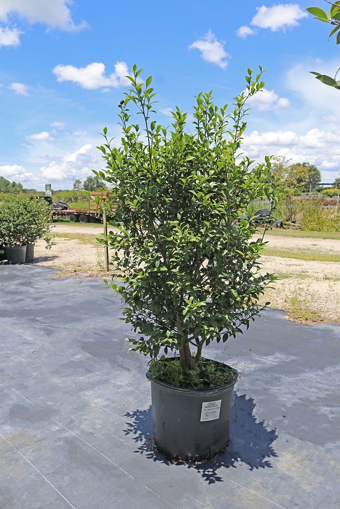 camellia-sasanqua-maiden-blush-autumn-camellia