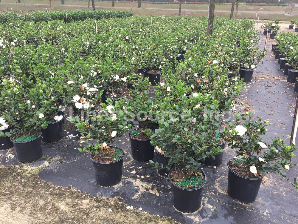 camellia-sasanqua-mine-no-yuki-camellia-snow-on-the-mountain