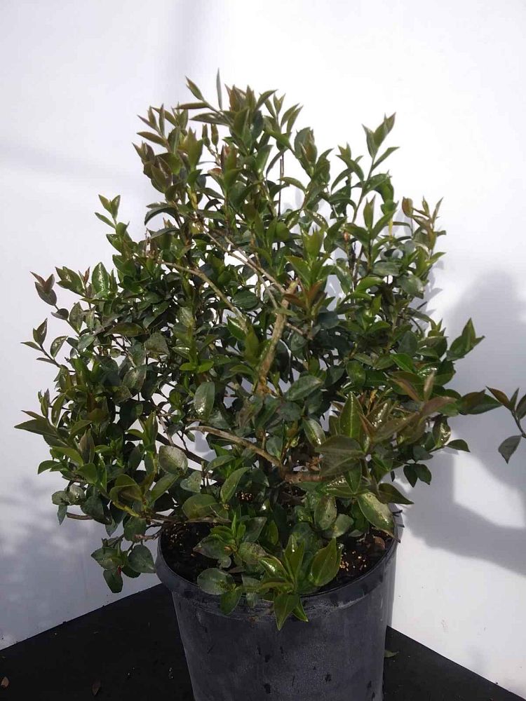 camellia-sasanqua-mine-no-yuki-camellia-snow-on-the-mountain