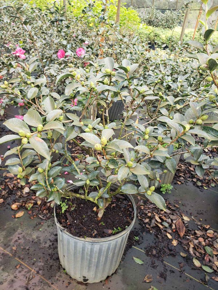 camellia-sasanqua-mine-no-yuki-camellia-snow-on-the-mountain