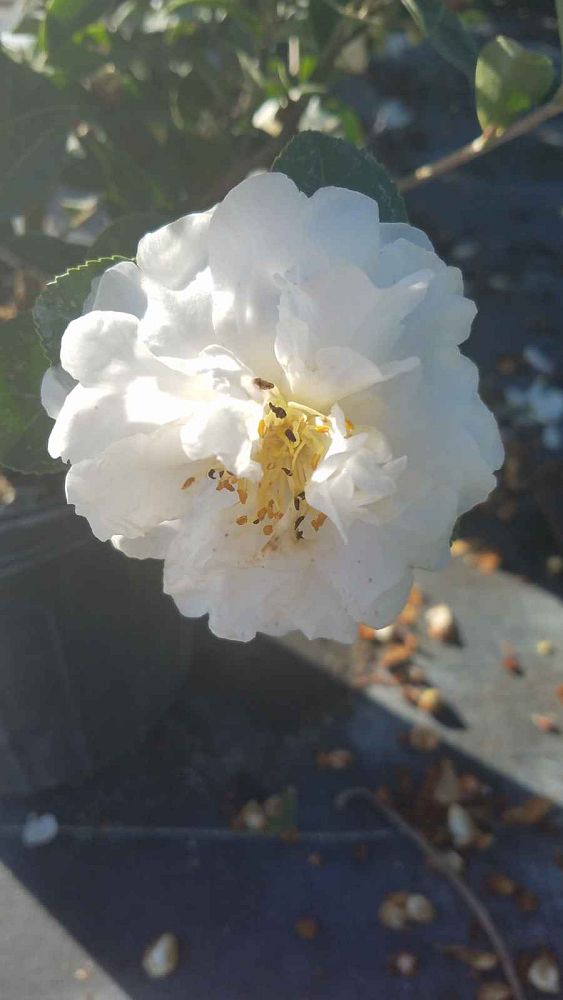 camellia-sasanqua-mine-no-yuki-camellia-snow-on-the-mountain