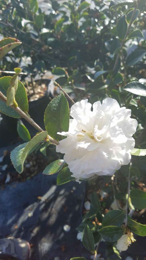 camellia-sasanqua-mine-no-yuki-camellia-snow-on-the-mountain
