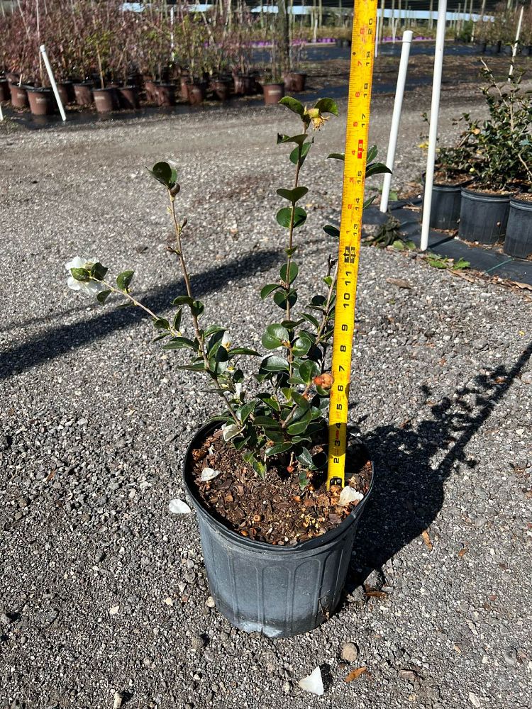 camellia-sasanqua-mine-no-yuki-camellia-snow-on-the-mountain