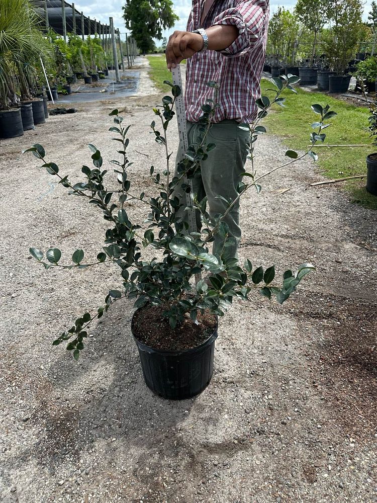 camellia-sasanqua-mine-no-yuki-camellia-snow-on-the-mountain