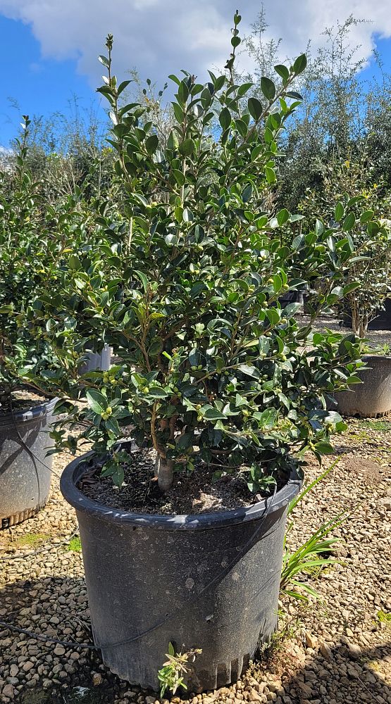 camellia-sasanqua-mine-no-yuki-camellia-snow-on-the-mountain