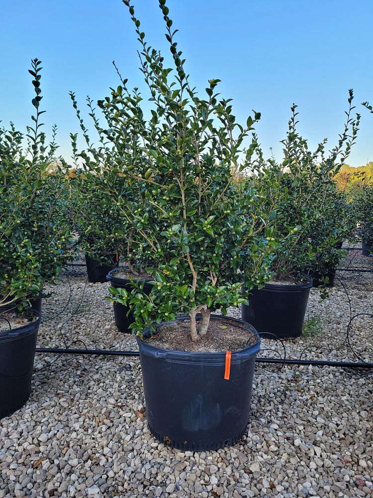 camellia-sasanqua-mine-no-yuki-camellia-snow-on-the-mountain