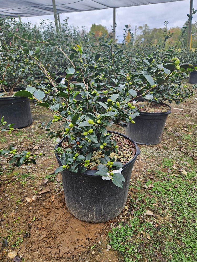 camellia-sasanqua-mine-no-yuki-camellia-snow-on-the-mountain