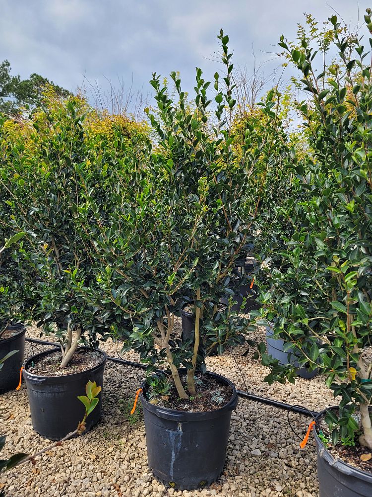 camellia-sasanqua-moonshadow-autumn-camellia
