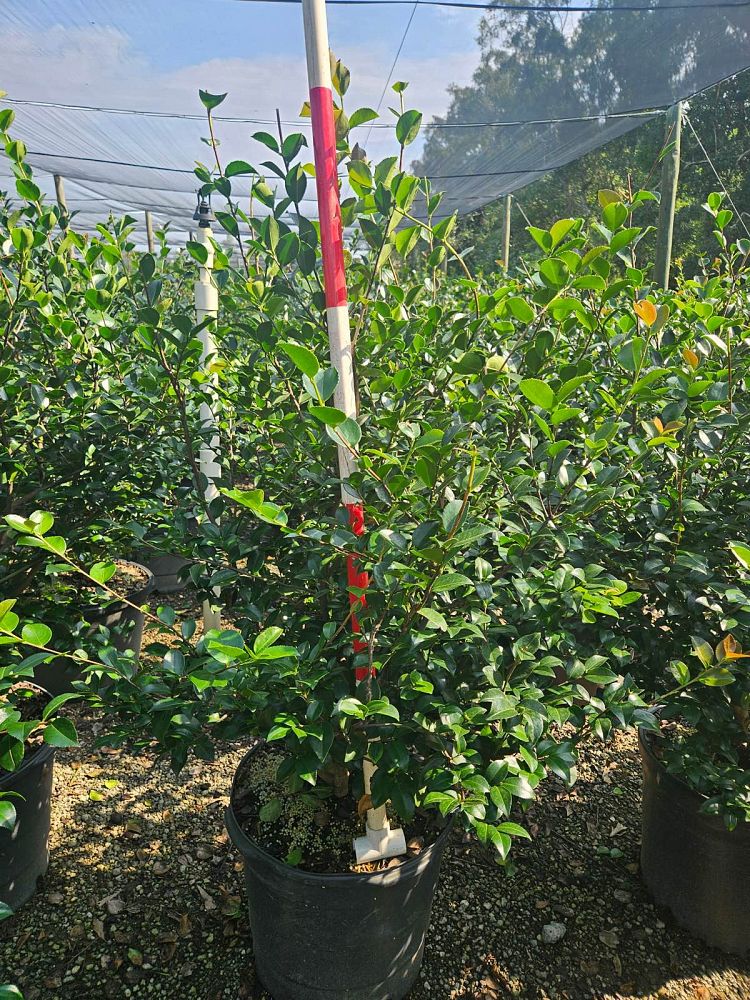 camellia-sasanqua-october-magic-ivory-autumn-camellia