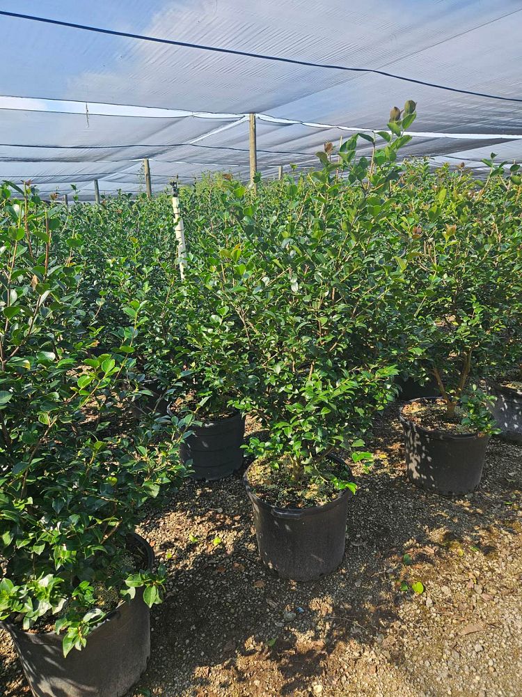 camellia-sasanqua-october-magic-ivory-autumn-camellia