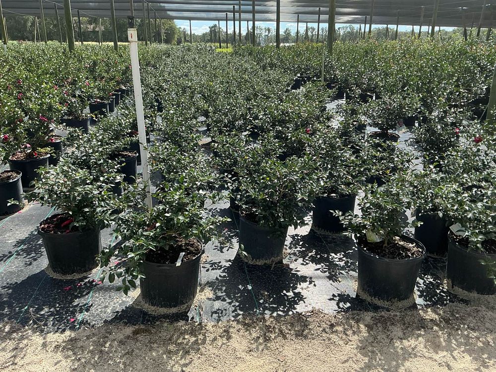 camellia-sasanqua-october-magic-ruby-autumn-camellia