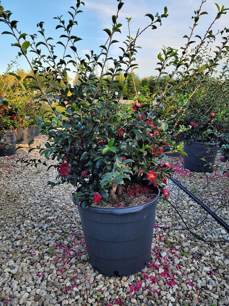 camellia-sasanqua-october-magic-ruby-autumn-camellia