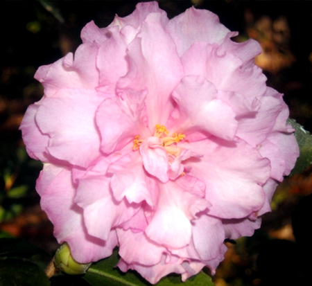camellia-sasanqua-our-linda-autumn-camellia