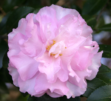 camellia-sasanqua-our-linda-autumn-camellia