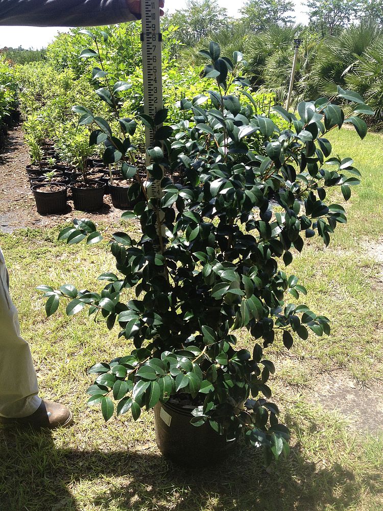 camellia-sasanqua-pink-serenade-autumn-camellia
