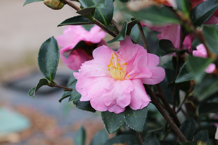 camellia-sasanqua-pink-snow