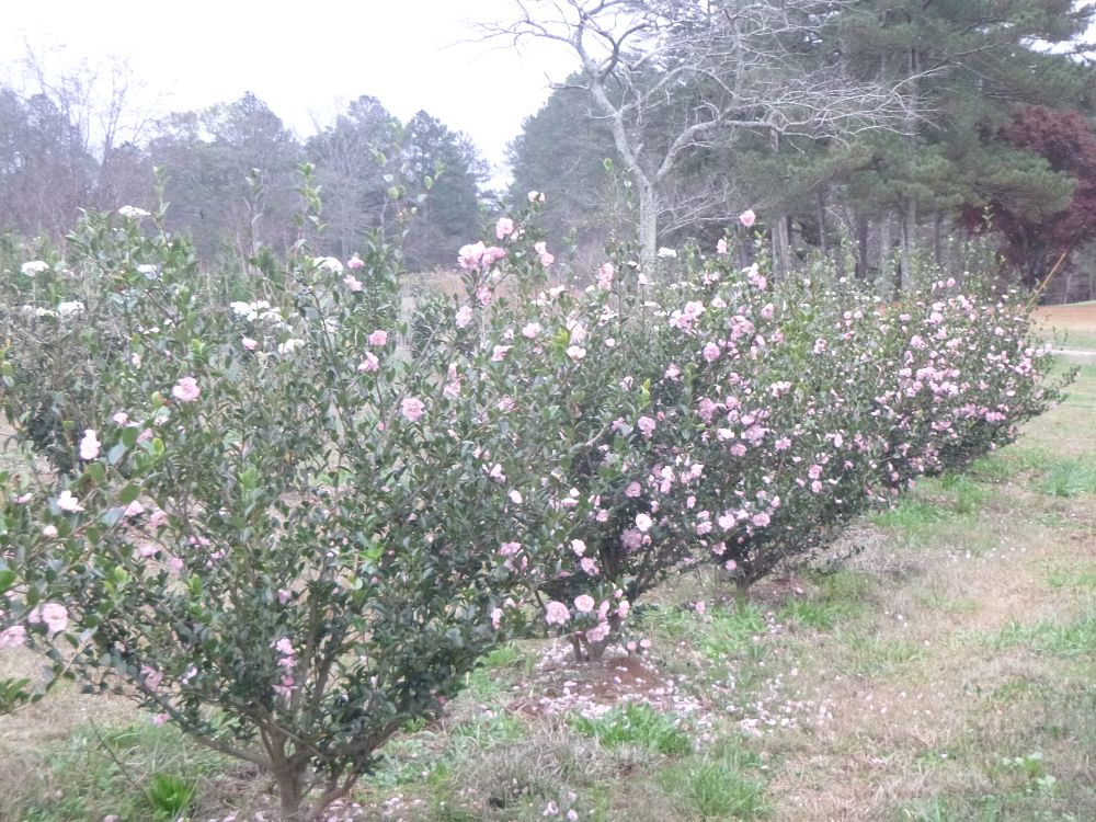 camellia-sasanqua-pink-snow
