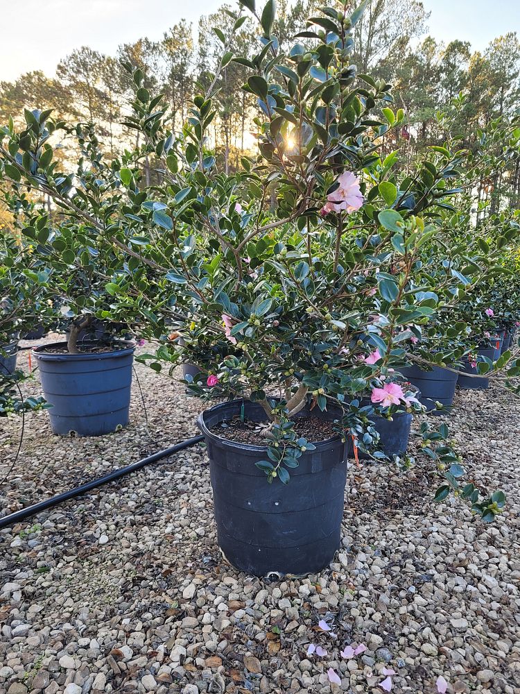 camellia-sasanqua-pink-snow