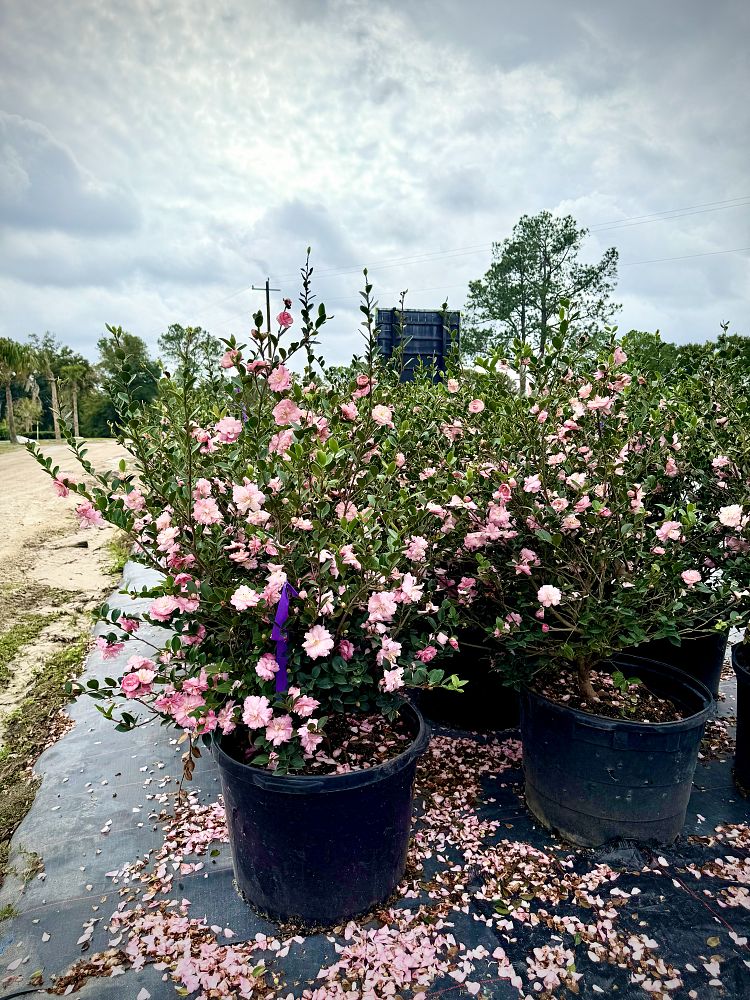 camellia-sasanqua-pink-snow