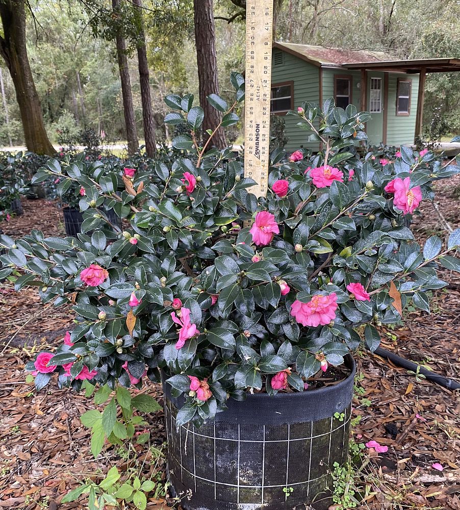 camellia-sasanqua-seikaiha-autumn-camellia