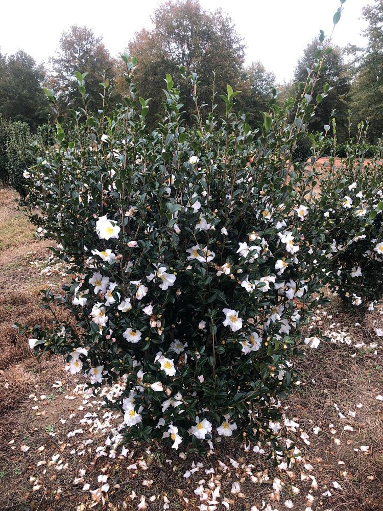 camellia-sasanqua-setsugekka-autumn-camellia