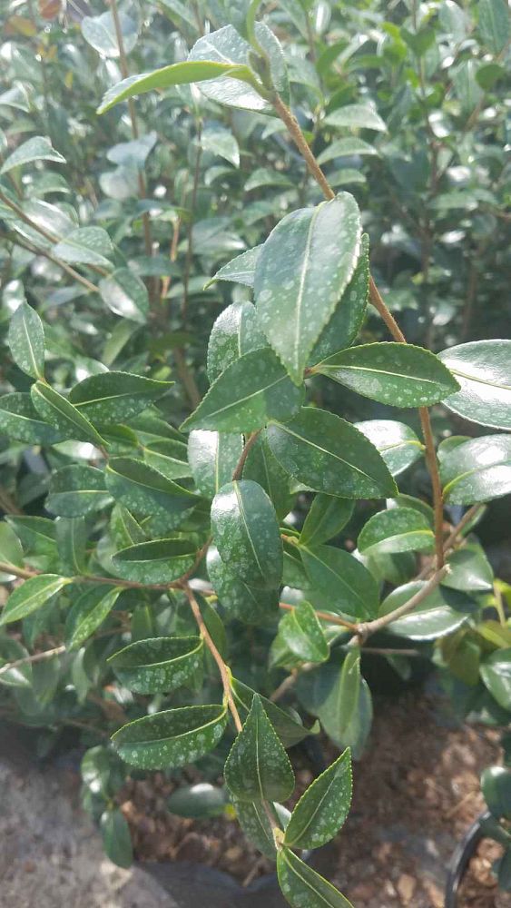 camellia-sasanqua-setsugekka-autumn-camellia