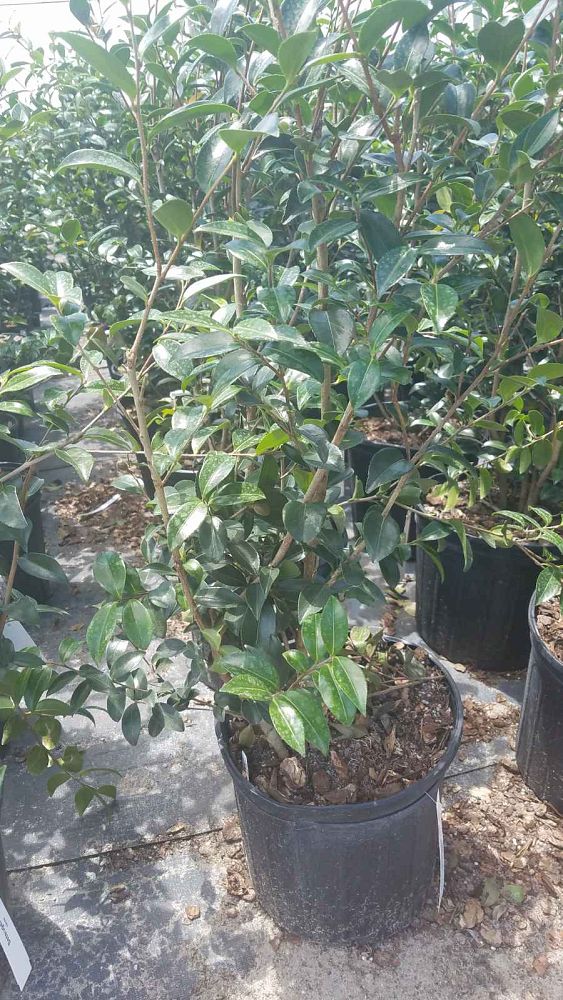 camellia-sasanqua-setsugekka-autumn-camellia