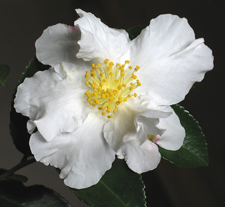 camellia-sasanqua-setsugekka-autumn-camellia