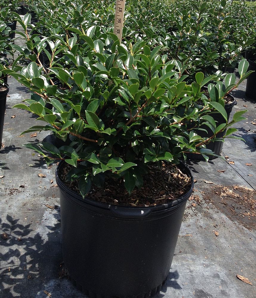camellia-sasanqua-shishi-gashira-autumn-camellia