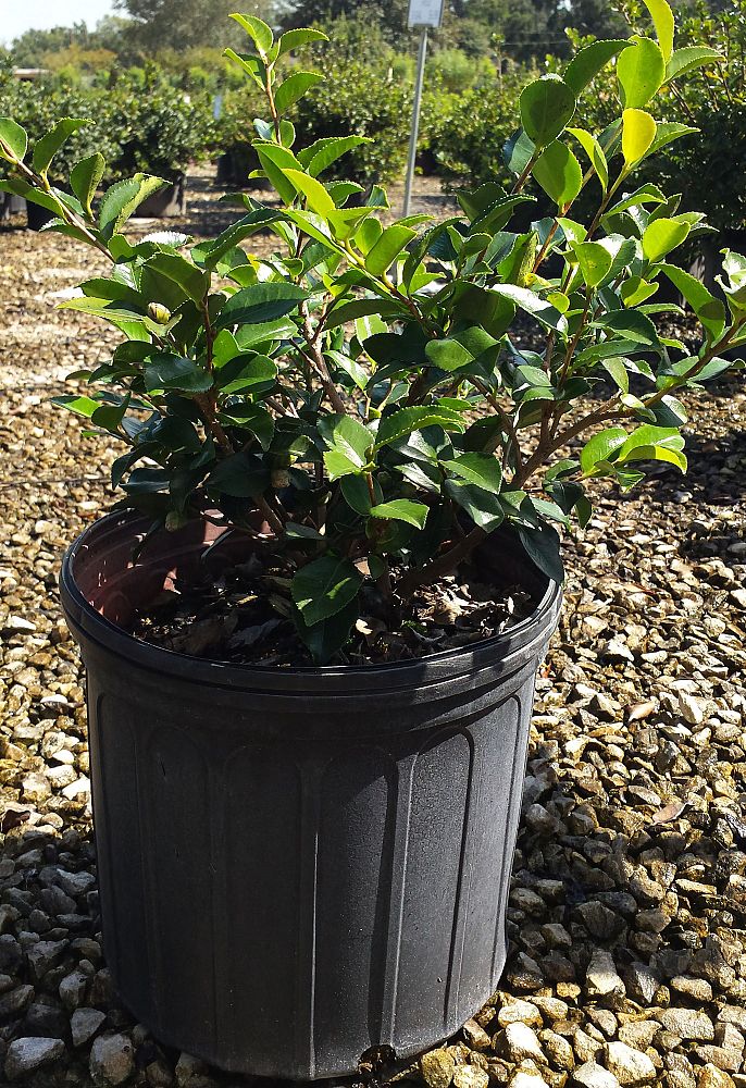 camellia-sasanqua-shishi-gashira-autumn-camellia