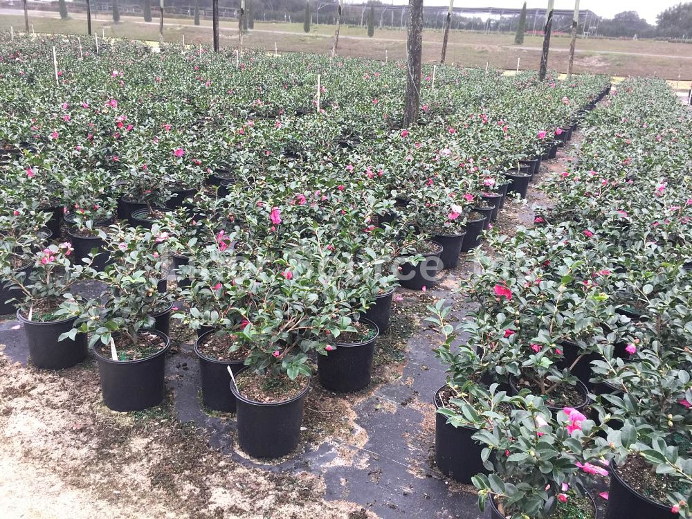 camellia-sasanqua-shishi-gashira-autumn-camellia