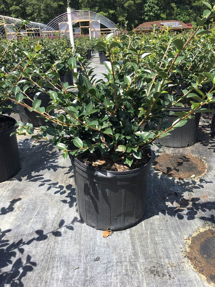 camellia-sasanqua-shishi-gashira-autumn-camellia