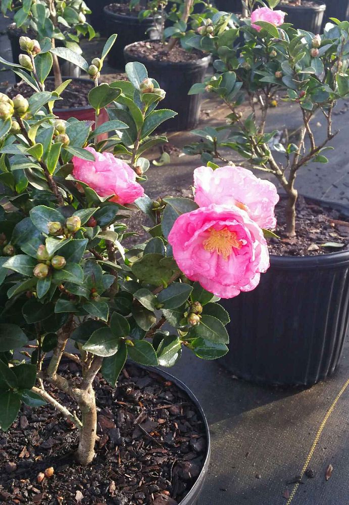 camellia-sasanqua-shishi-gashira-autumn-camellia