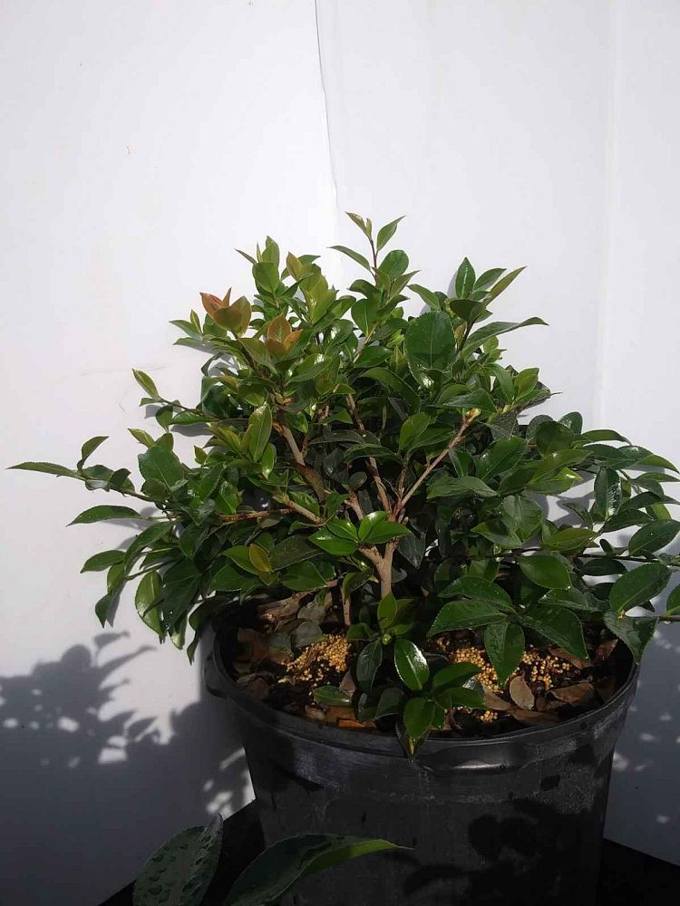 camellia-sasanqua-shishi-gashira-autumn-camellia