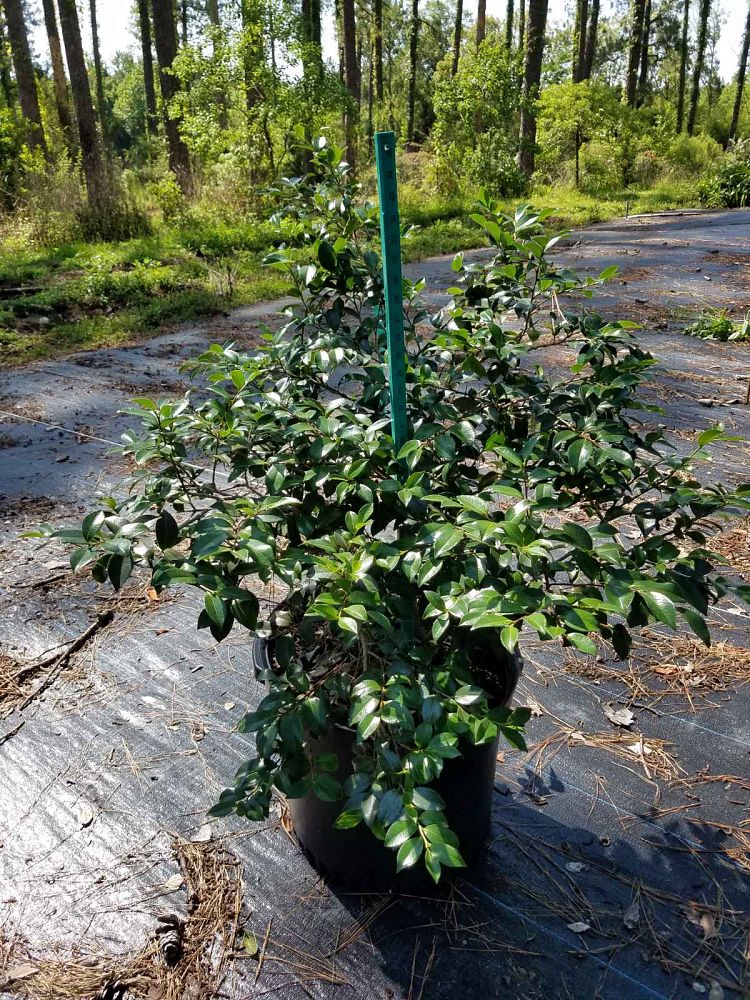 camellia-sasanqua-shishi-gashira-autumn-camellia