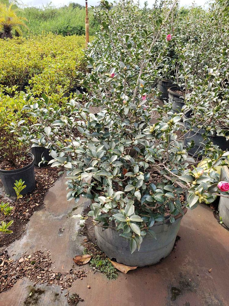 camellia-sasanqua-shishi-gashira-autumn-camellia