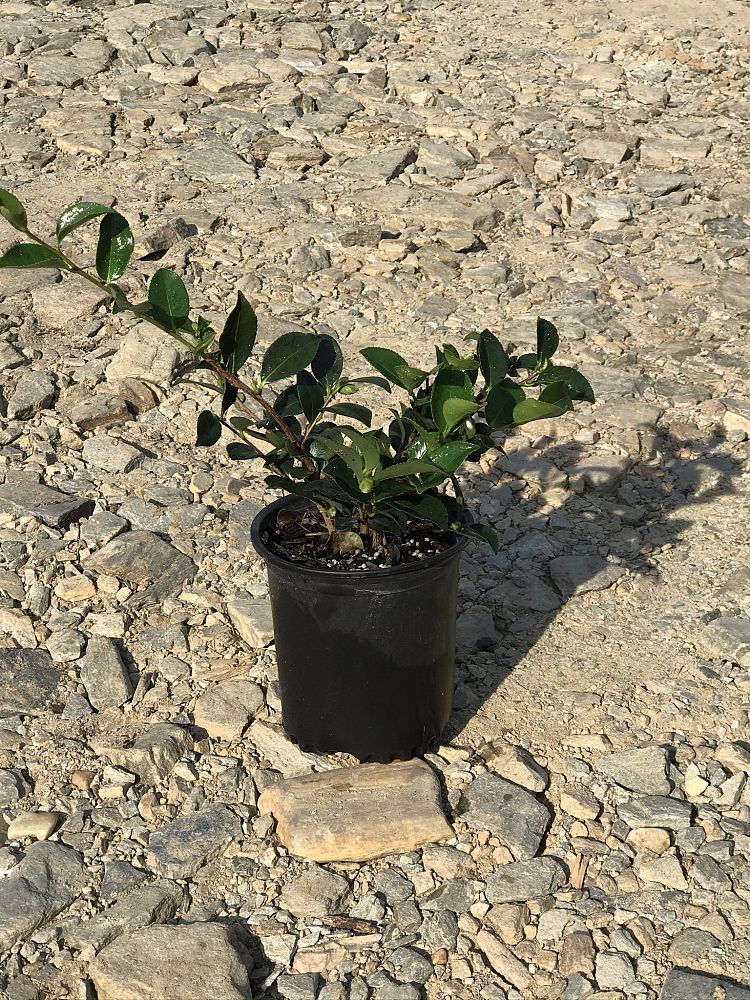 camellia-sasanqua-shishi-gashira-autumn-camellia