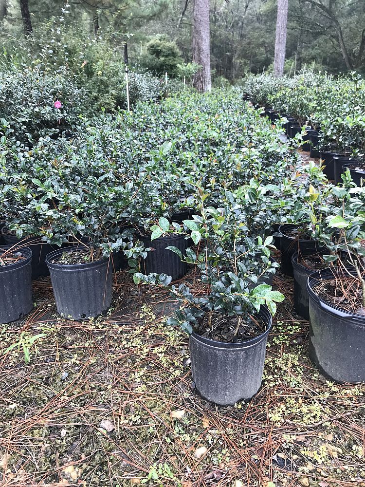 camellia-sasanqua-shishi-gashira-autumn-camellia