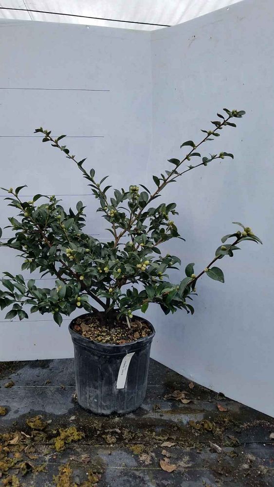 camellia-sasanqua-shishi-gashira-autumn-camellia