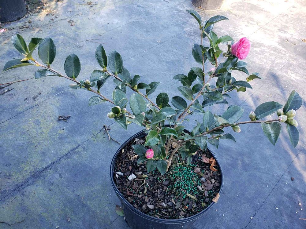 camellia-sasanqua-shishi-gashira-autumn-camellia