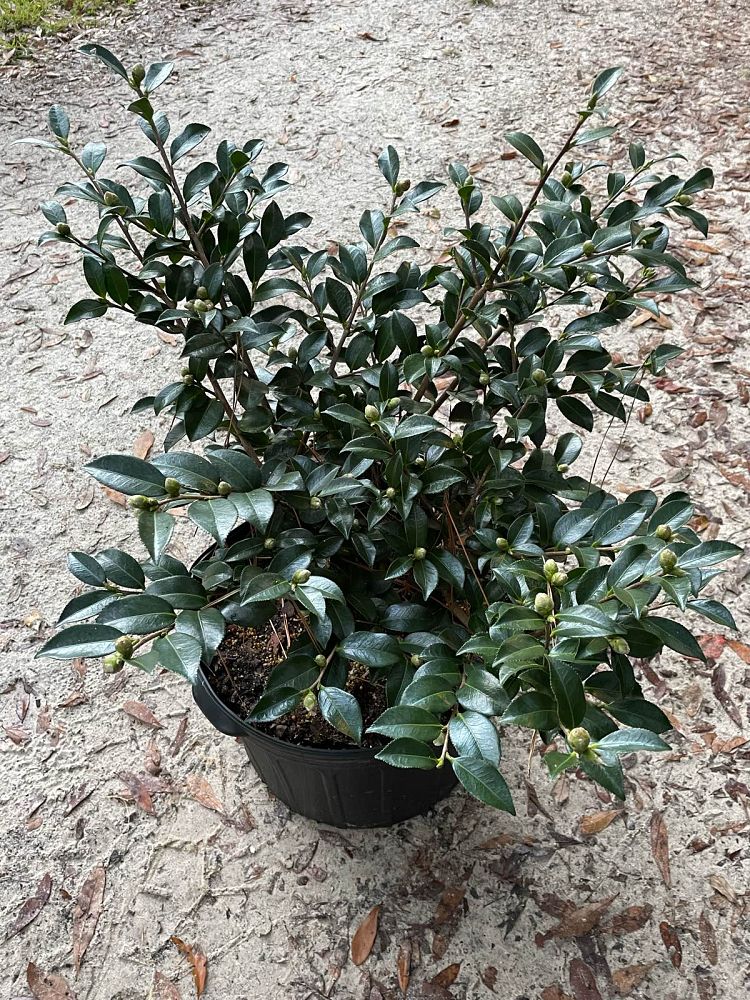 camellia-sasanqua-shishi-gashira-autumn-camellia