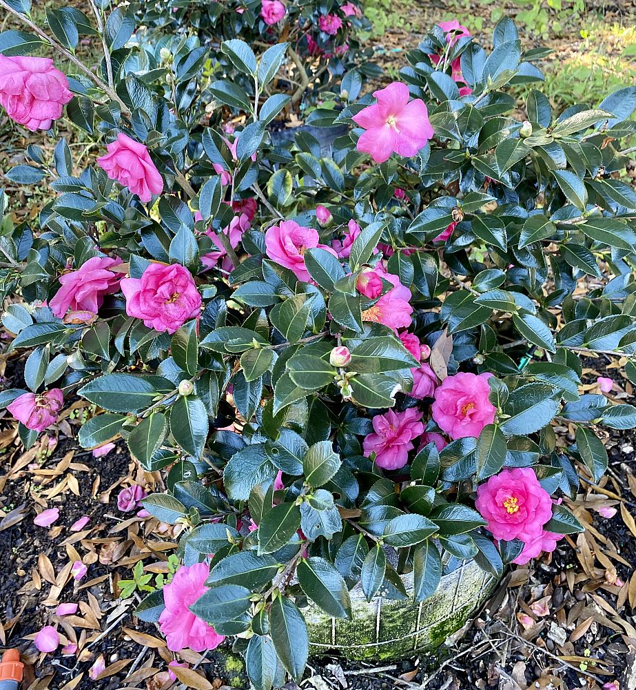 camellia-sasanqua-shishi-gashira-autumn-camellia