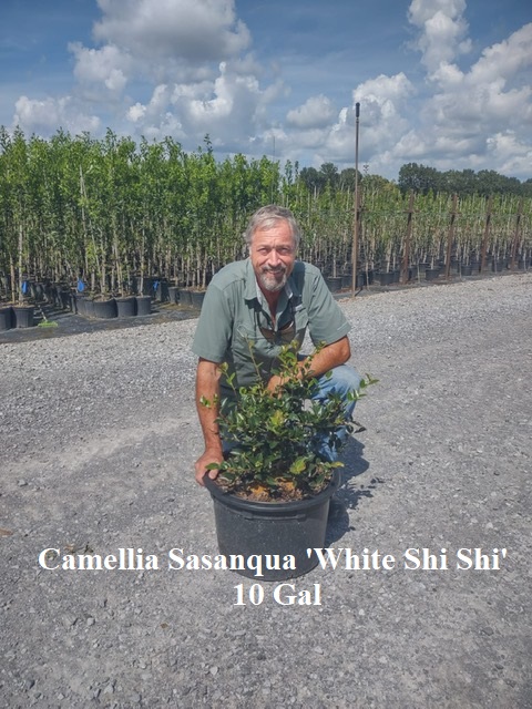 camellia-sasanqua-shishi-gashira-autumn-camellia
