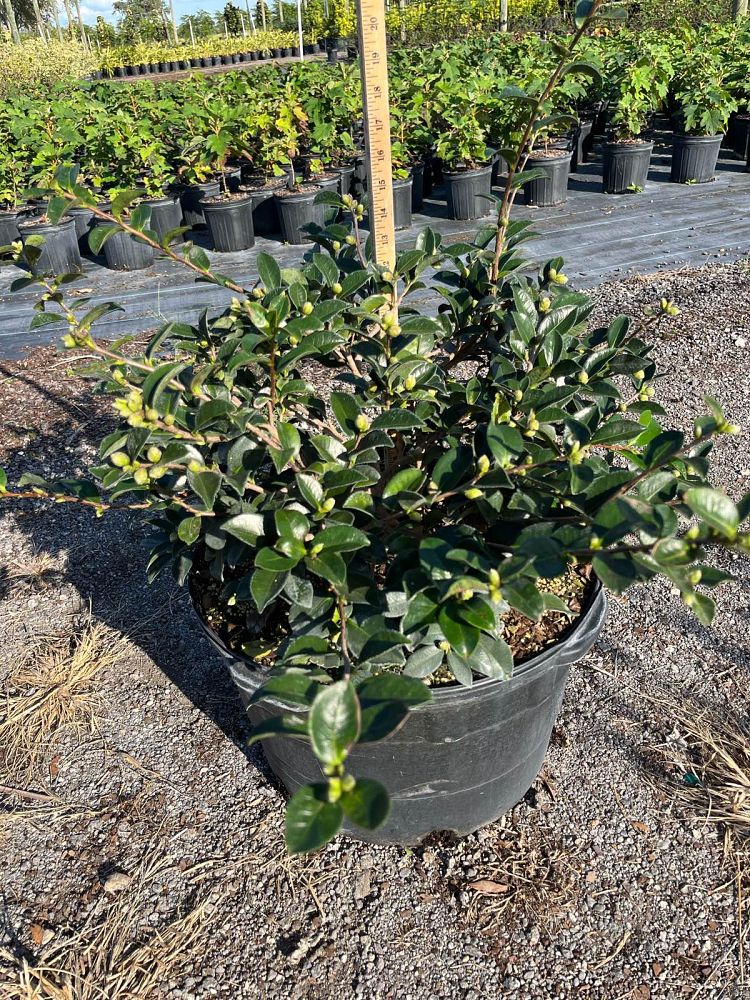 camellia-sasanqua-shishi-gashira-autumn-camellia