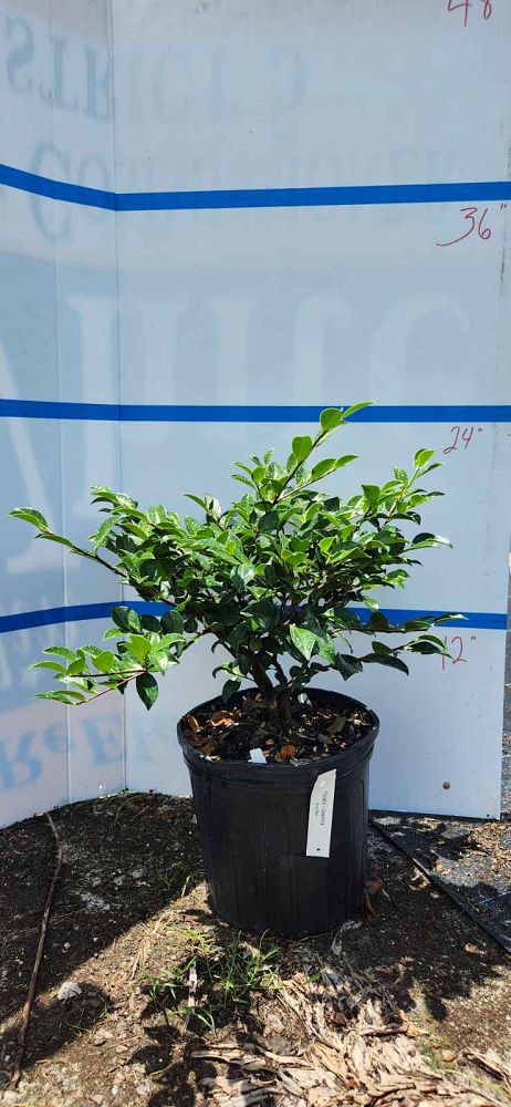 camellia-sasanqua-shishi-gashira-autumn-camellia