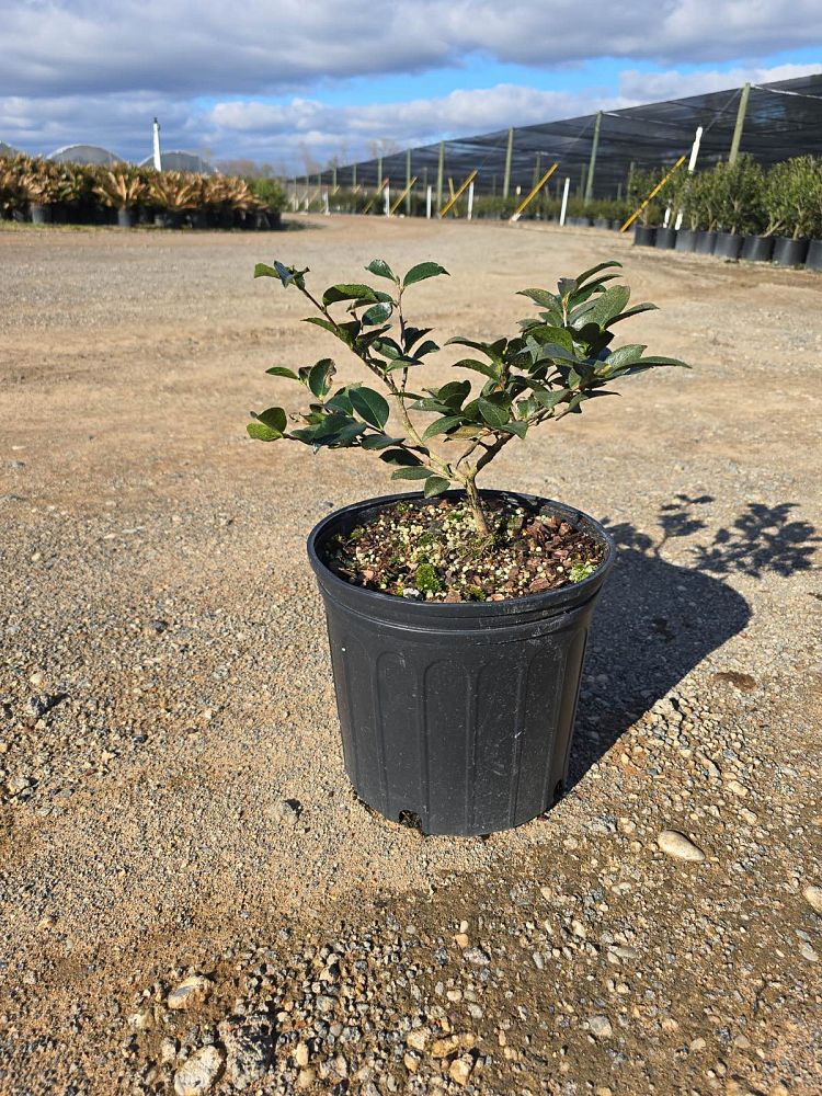 camellia-sasanqua-shishi-gashira-autumn-camellia