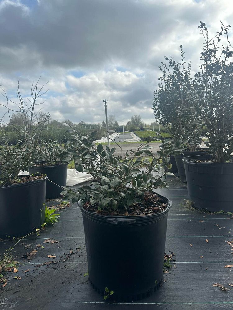 camellia-sasanqua-shishi-gashira-autumn-camellia