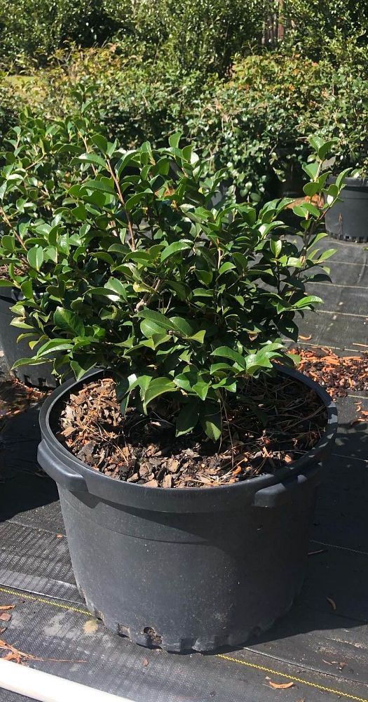 camellia-sasanqua-shishi-gashira-autumn-camellia