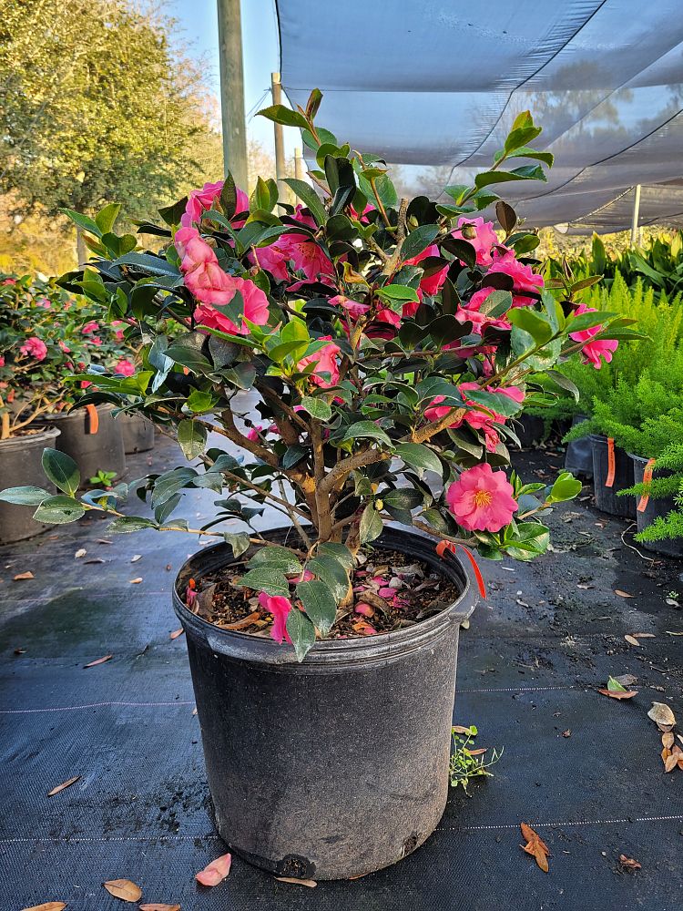 camellia-sasanqua-shishi-gashira-autumn-camellia